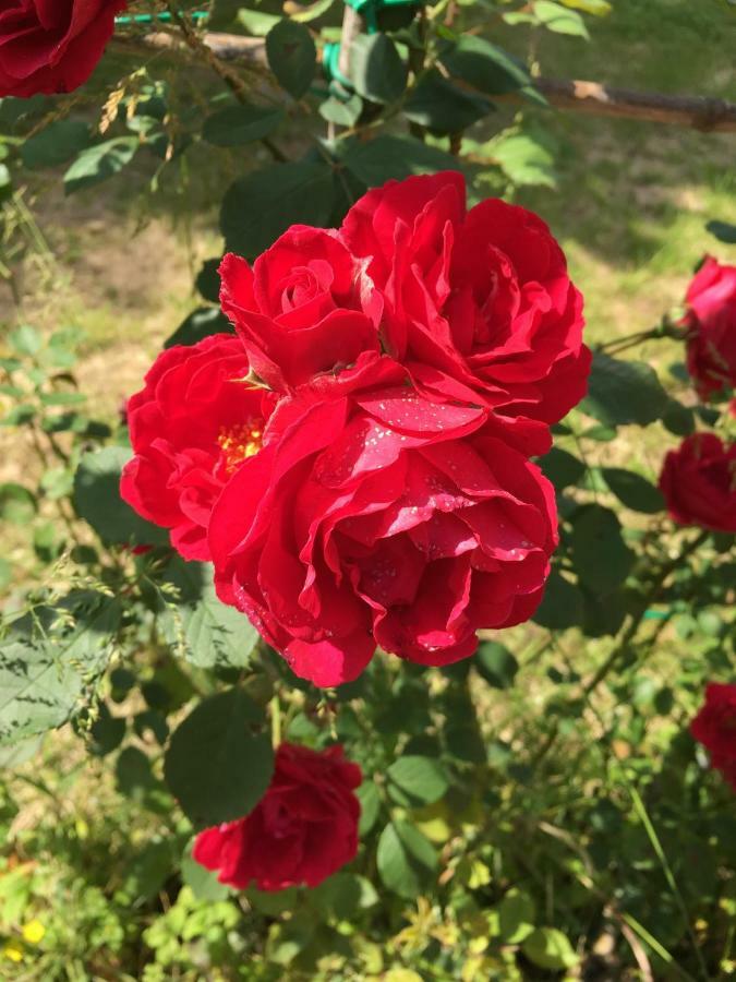 Agriturismo Da Ninoti เตรวิโซ ภายนอก รูปภาพ